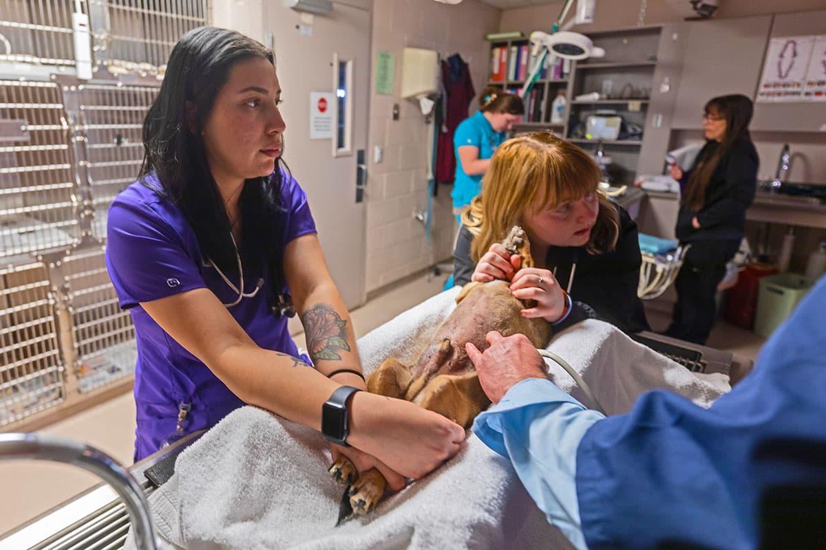 Veterinary students working on a dog during clinicals